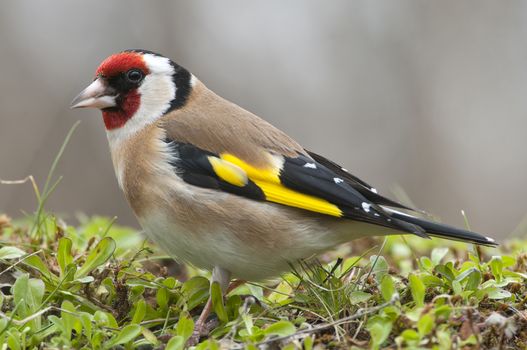 Goldfinch - Carduelis carduelis, portrait looking for food, plumage and colors