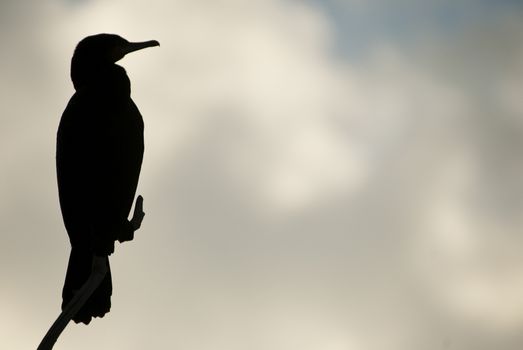 Great Cormorant -  Phalacrocorax carbo on a branch against the light against the sunset sky, , bird