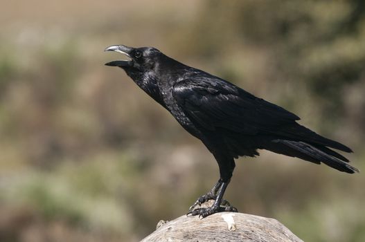 Raven - Corvus corax,   portrait and social behavior