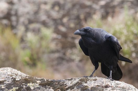 Raven - Corvus corax,   portrait and social behavior