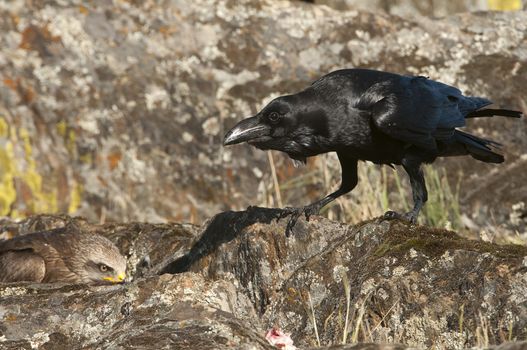 Raven - Corvus corax,   portrait and social behavior