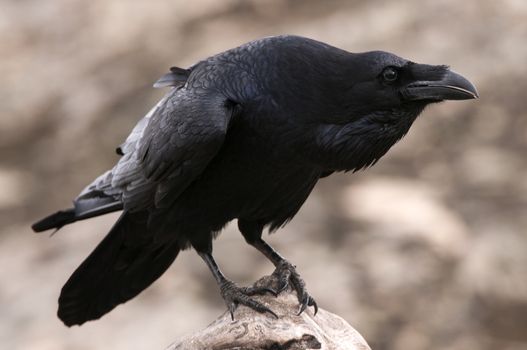 Raven - Corvus corax,   portrait and social behavior