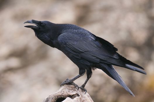 Raven - Corvus corax,   portrait and social behavior