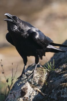 Raven - Corvus corax,   portrait and social behavior