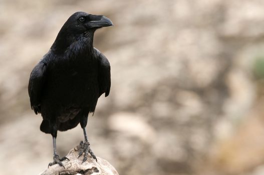 Raven - Corvus corax,   Portrait of body and plumage