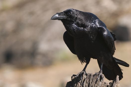 Raven - Corvus corax,   portrait and social behavior