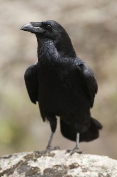 Raven - Corvus corax,   Portrait of body and plumage