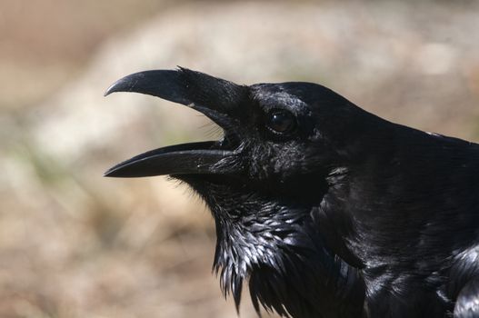 Raven - Corvus corax, Portrait of eyes, head and beak