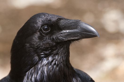 Raven - Corvus corax, Portrait of eyes, head and beak