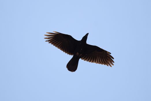 Raven - Corvus corax, flying against the blue sky