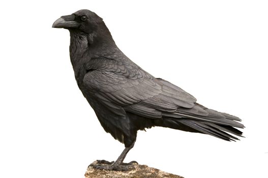 Raven - Corvus corax Portrait of body and plumage, white background