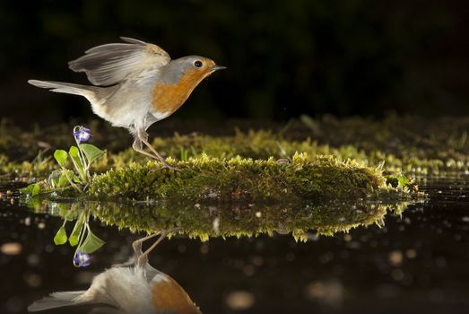 Robin - Erithacus rubecula, with reflection in the water