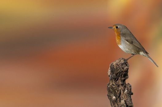 Robin - Erithacus rubecula, standing on a branch with orange background