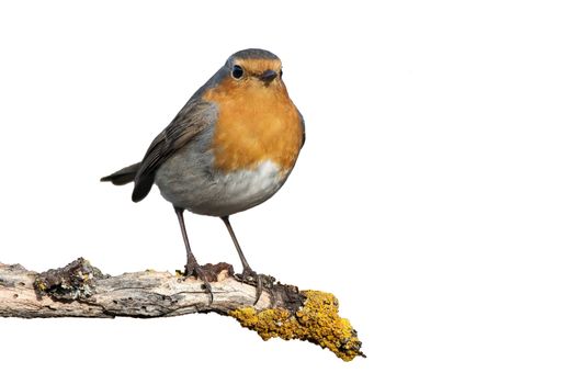Robin - Erithacus rubecula, standing on a branch with white background
