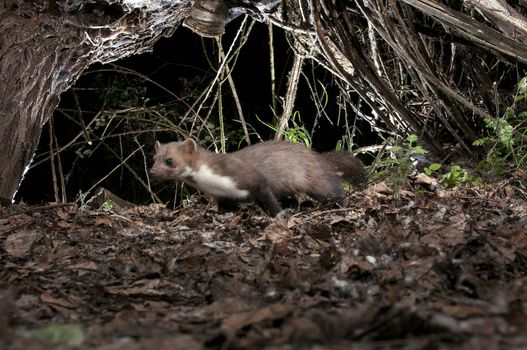 Stone Marten - Martes foina, between the branches of a tree, nocturnal mammal