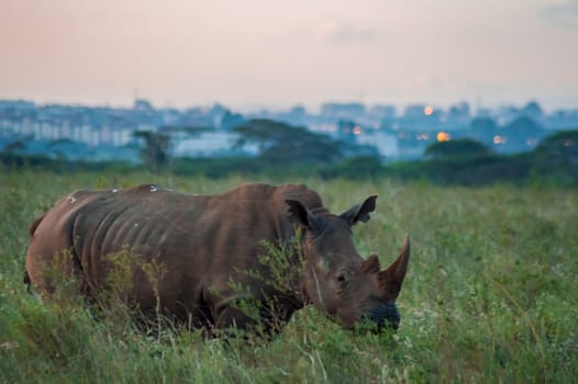 White Rhinoceros in the savannah of Nairobi Park in central Kenya