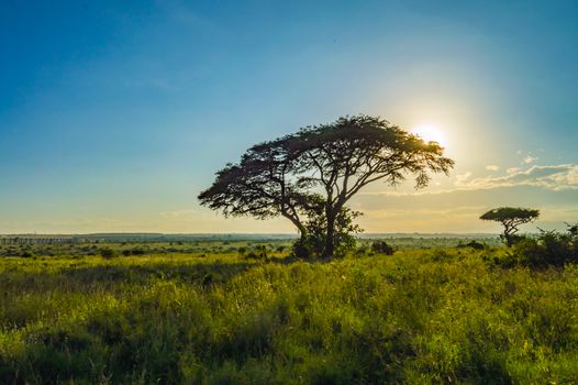 View of the sunset on the savannah of Nairobi Park in central Kenya