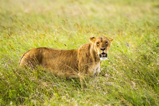 Lioness sitting in the savannah of Nairobi Park in Kenya in Africa