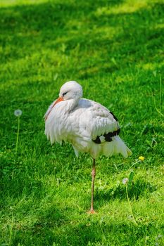 Stork Stands on One Leg on the Grass