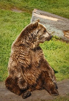 Brown Bear Walks on the Lawn