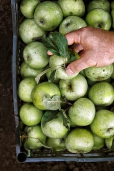 Men's hands hold a box with green simirenka apples. Pick and pick apples. Concept, autumn harvesting of apples