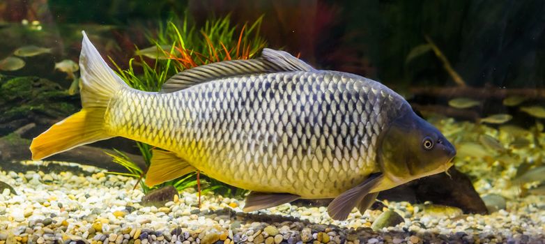 beautiful european carp with a golden glow to its scales, popular fish from the waters of Eurasia