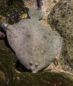 turbot laying next to some other turbots, popular flatfish, Near threatened animal specie