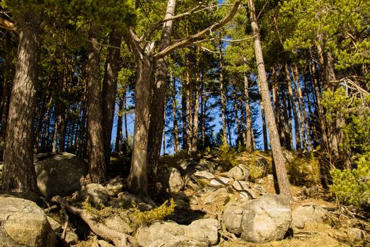 Composition of Pine trees Forest and big rocks with blue sky beside Engolasters Lake in Andorra