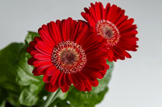 Bouquet from bloom red  gerbera  daisies flower in white background, Sofia, Bulgaria