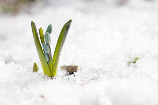 blue snowdrops, the first flower of spring, fragile blue flower