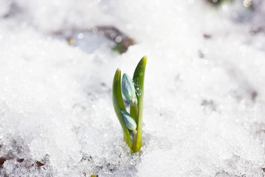 Spring flowers of snowdrop with water drops in spring forest on blue background of the sun and blurred bokeh lights, first flowers of spring