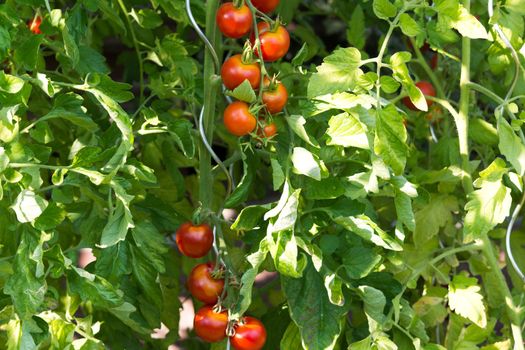 Fresh Tomatoes plant growing in a greenhouse