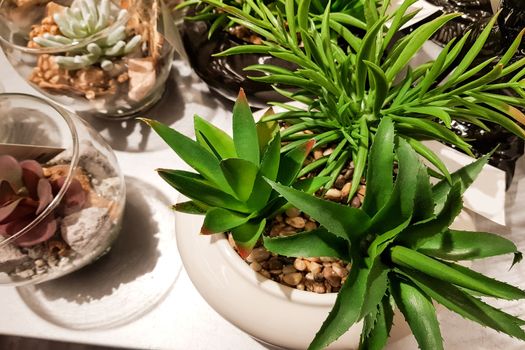 Amazing desert cactus plants with several types of cactuses in a jar.