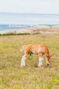 Horse grazing grass at Pointe Saint-Mathieu in Plougonvelin in Finistere in France
