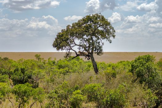 Leopard lying on a branch of a tree in the Masai Mara Park in North West Kenya