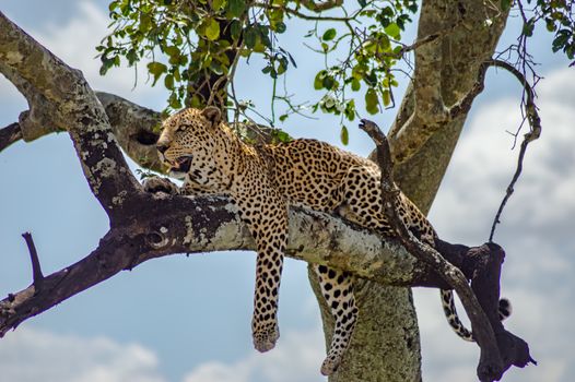 Leopard lying on a branch of a tree in the Masai Mara Park in North West Kenya