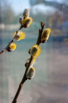 Spring has come, soon summer, it's time for flowers.