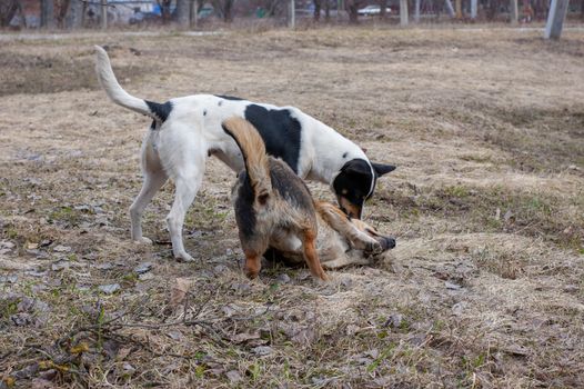 two stray dogs love to play