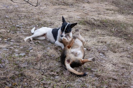 two stray dogs love to play