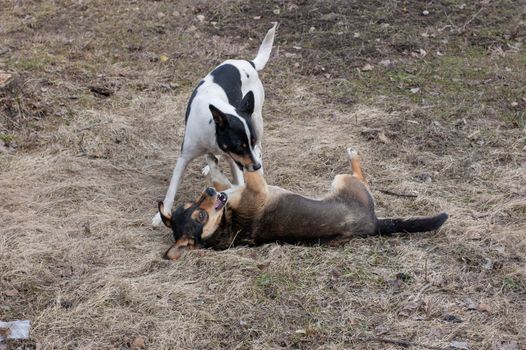 two stray dogs love to play