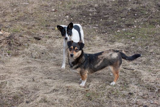 two stray dogs love to play