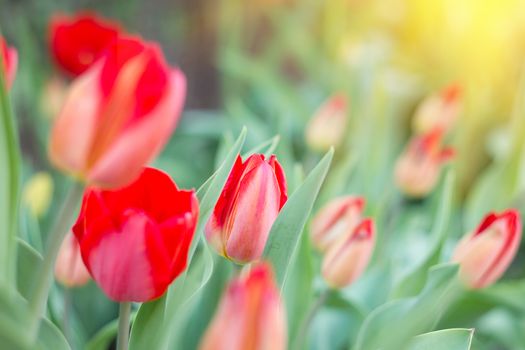 first flowers of spring, red tulips, soft sunlight