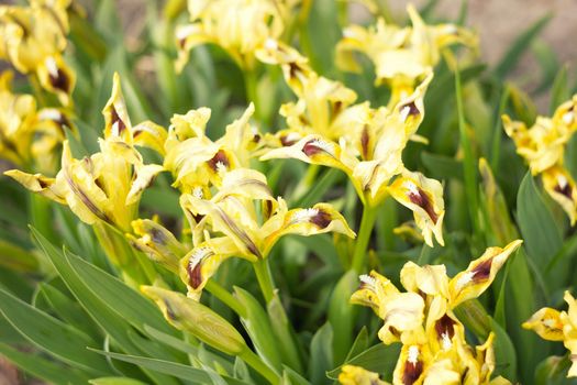 yellow flowers irises with sunlight, spring flowers