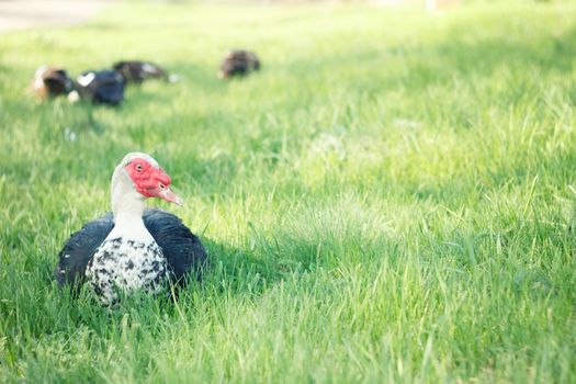 duck grazing on green grass. Poultry. farm