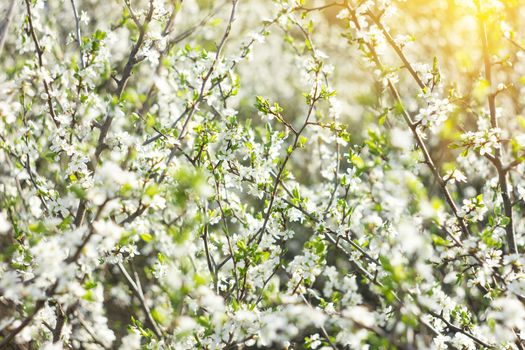 blooming twigs in spring, with sunny light, spring background
