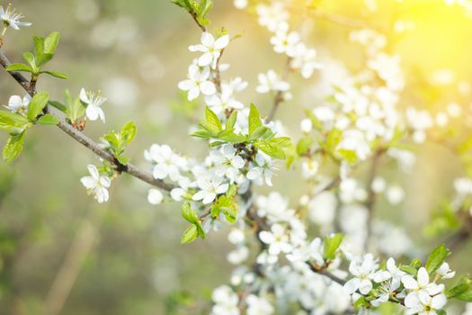  Branches of a white flowering apricots with a sunlight. Beautiful nature scene with blooming tree and sun flare. Sunny day. Spring flowers. Beautiful Orchard. Abstract blurred background. Springtime
