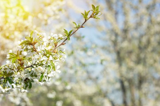  Branches of a white flowering apricots with a sunlight. Beautiful nature scene with blooming tree and sun flare. Sunny day. Spring flowers. Beautiful Orchard. Abstract blurred background. Springtime