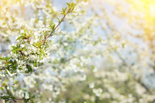  Branches of a white flowering apricots with a sunlight. Beautiful nature scene with blooming tree and sun flare. Sunny day. Spring flowers. Beautiful Orchard. Abstract blurred background. Springtime