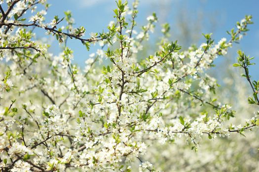 flowering spring tree close-up.Tree flower, seasonal floral nature background, shallow depth of field. Spring flower.  Spring composition .white cherry blossom, spring landscape.White young flowers