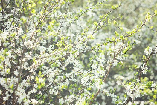 flowering spring tree close-up.Tree flower, seasonal floral nature background, shallow depth of field. Spring flower.  Spring composition .white cherry blossom, spring landscape.White young flowers